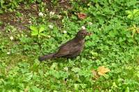 130711blackbird.jpg