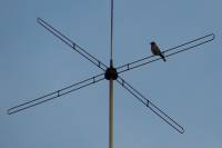 130716chaffinch.jpg
