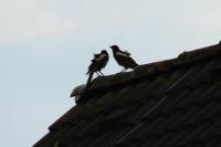 130722fluffymagpies.jpg