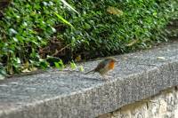 130927robin.jpg