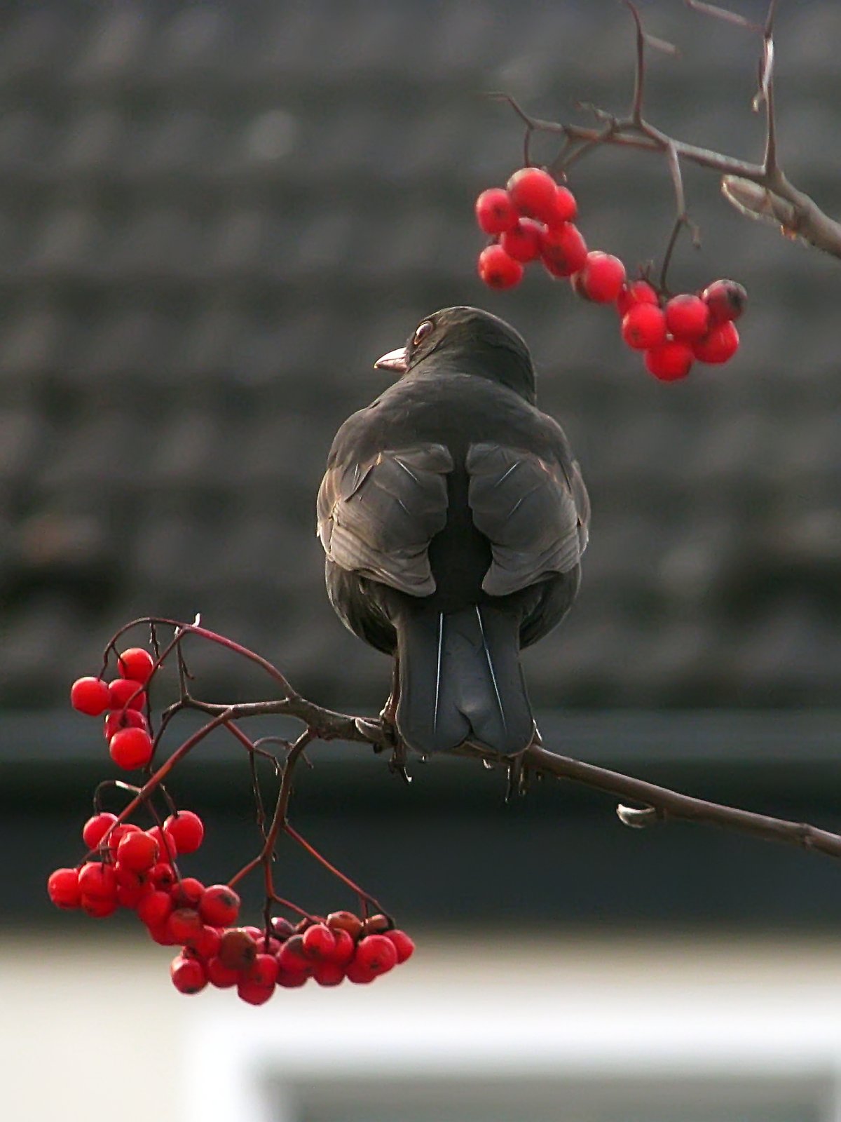 140118blackbird4.jpg