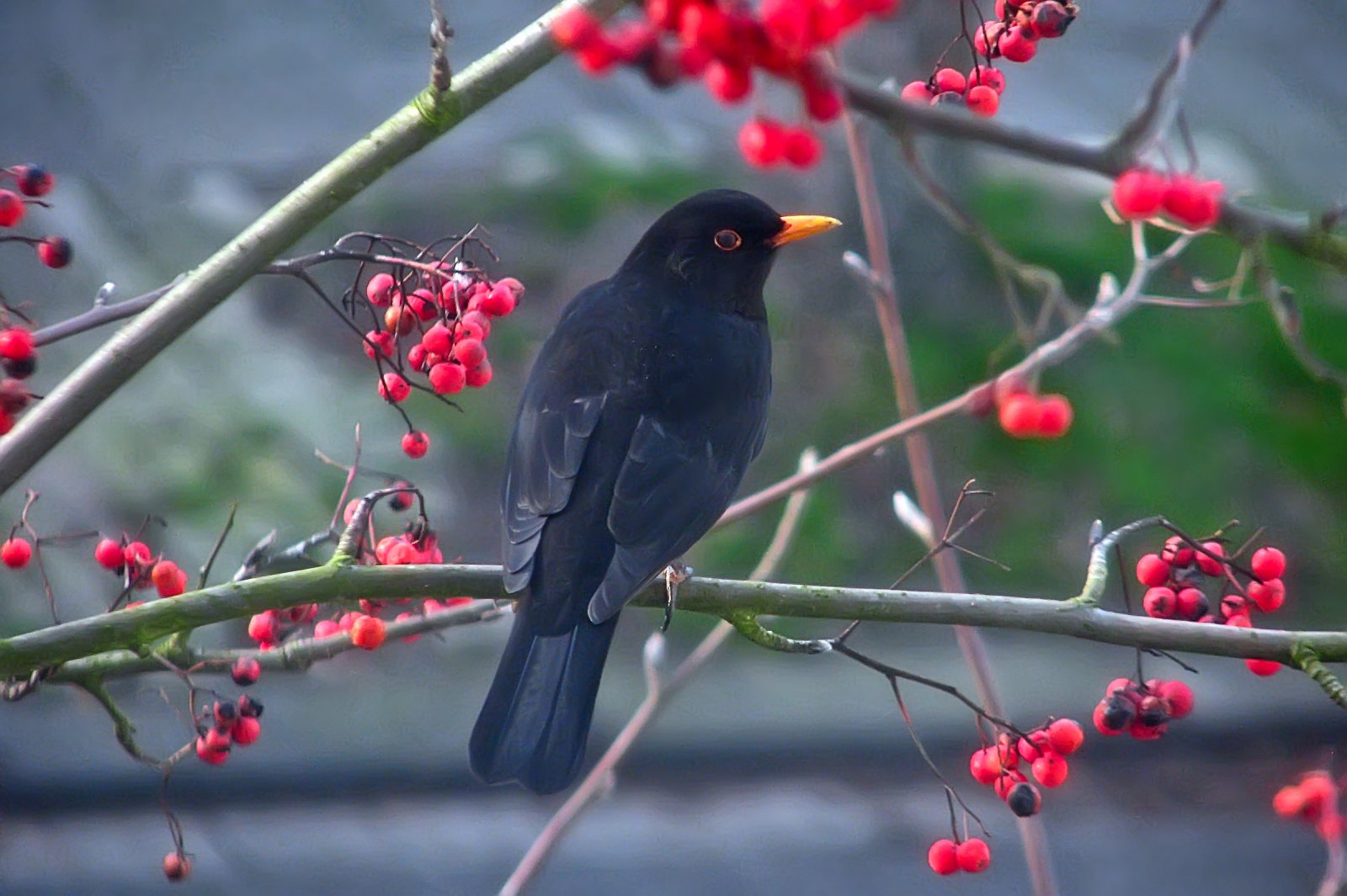 140118blackbird6.jpg