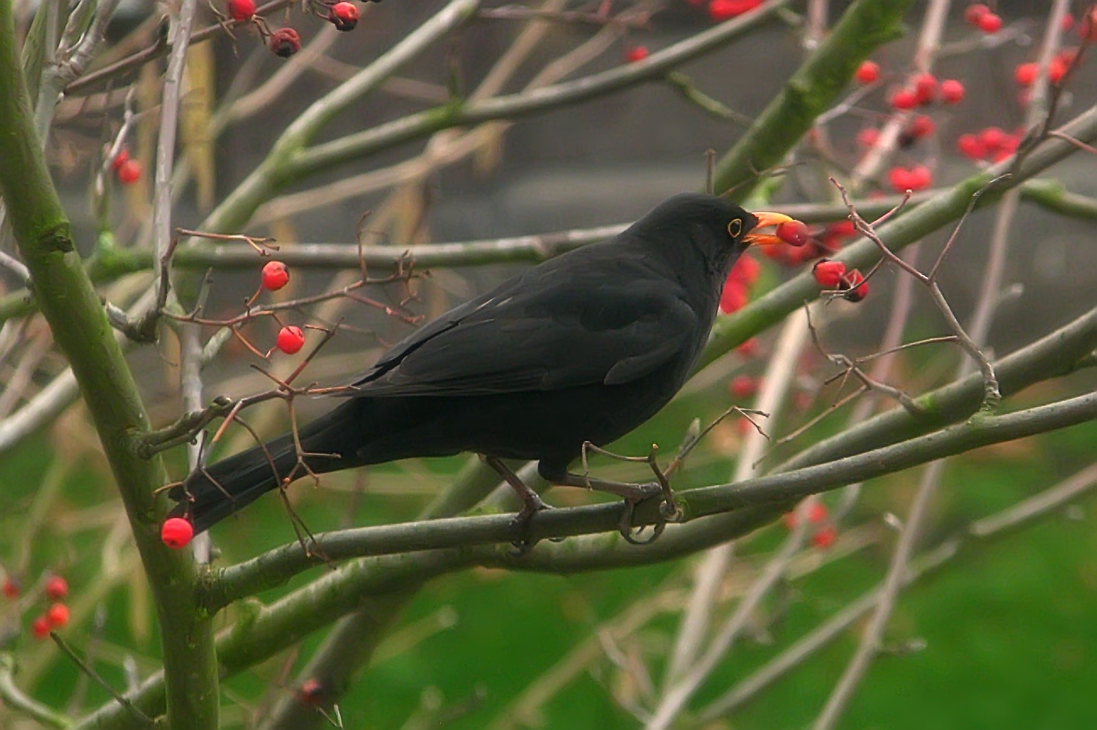 140121blackbird9.jpg
