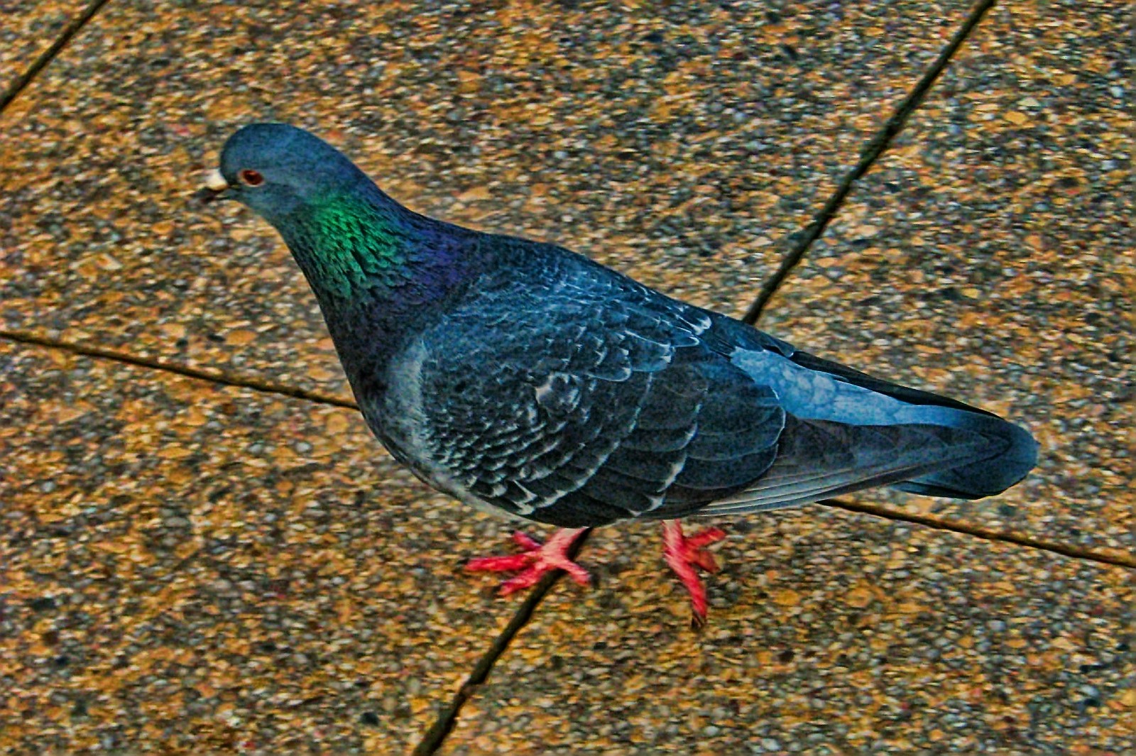 140203pigeon.jpg