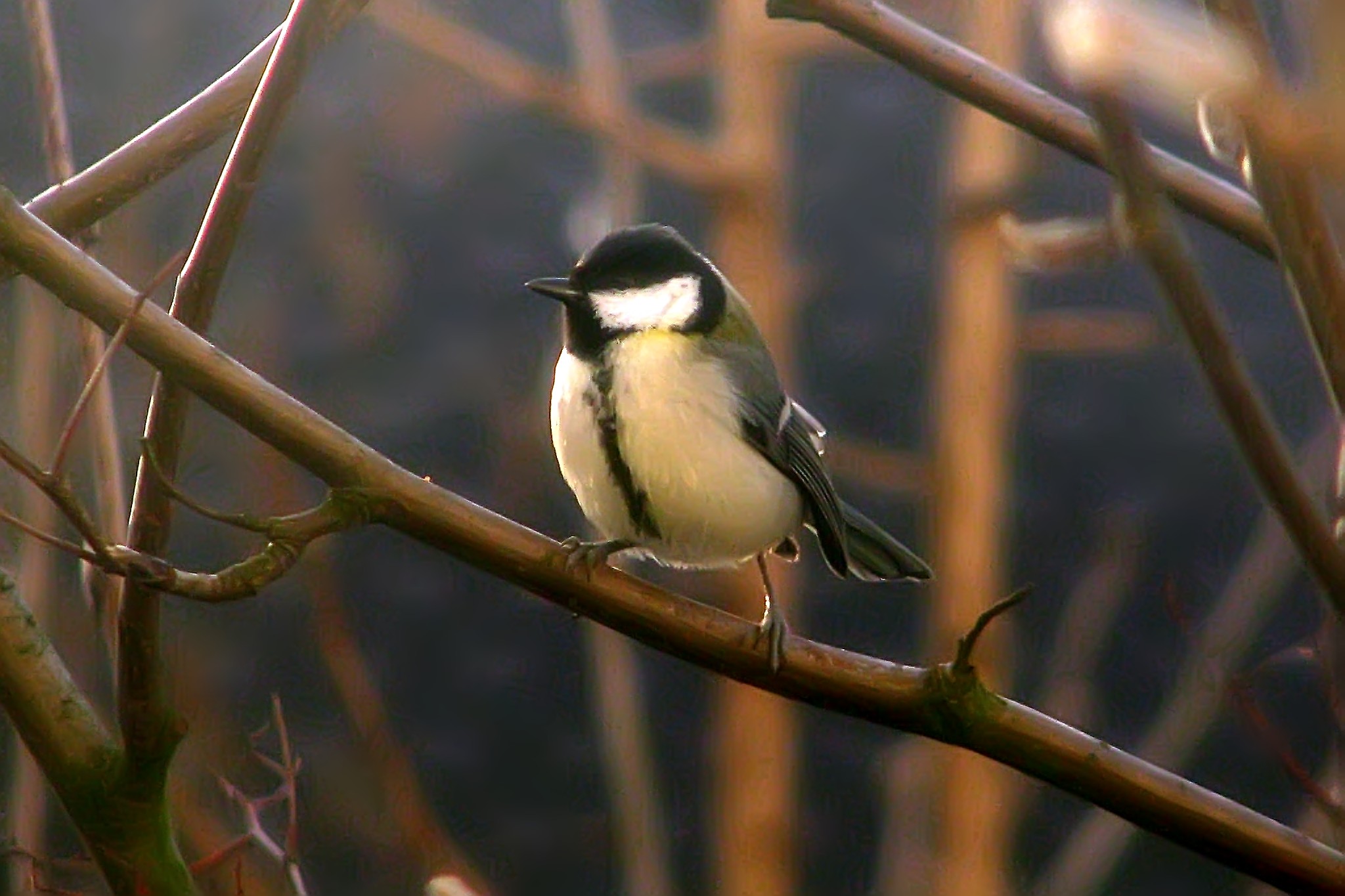 140303kohlmeise.jpg