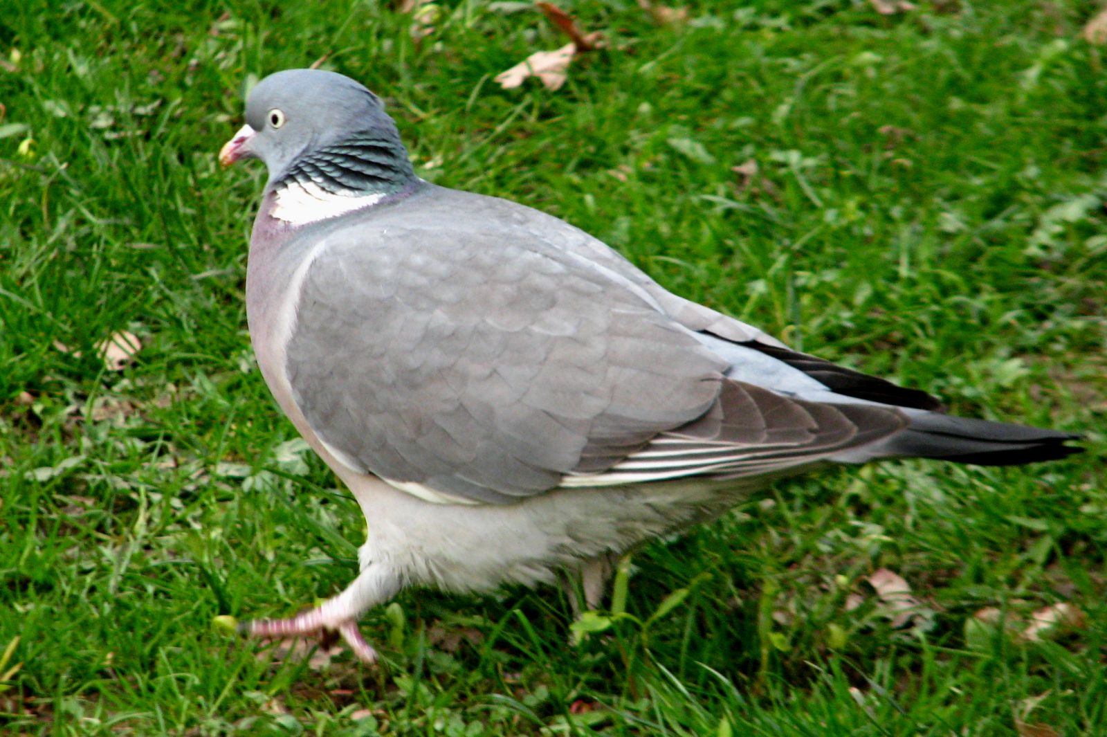 140325pigeonstrut.jpg