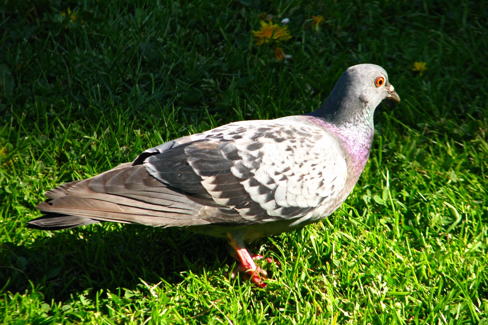 140416pigeon.jpg