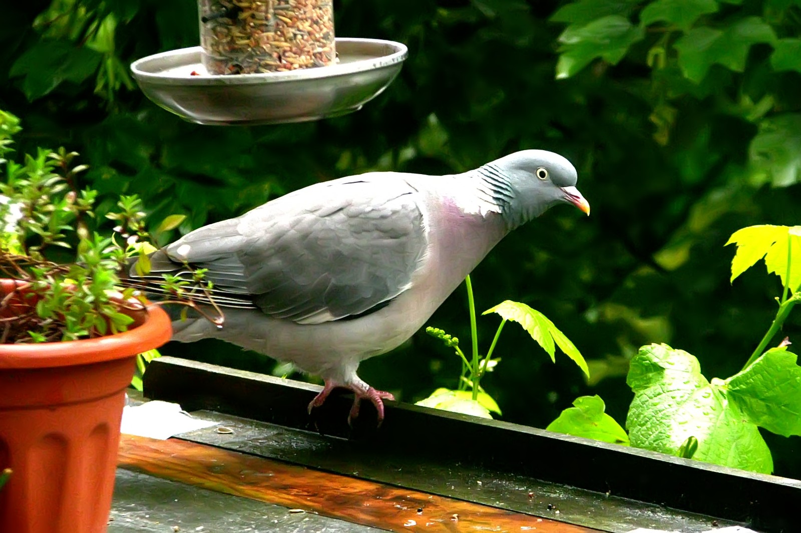 140510pigeon2.jpg