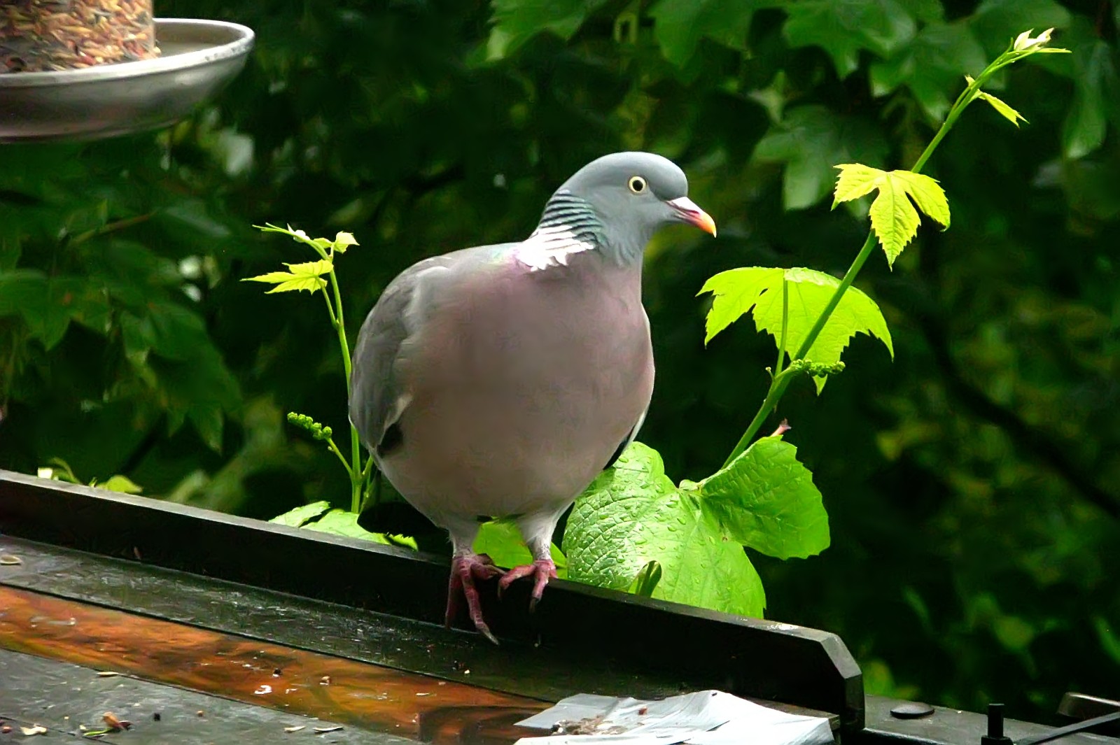 140510pigeon3.jpg