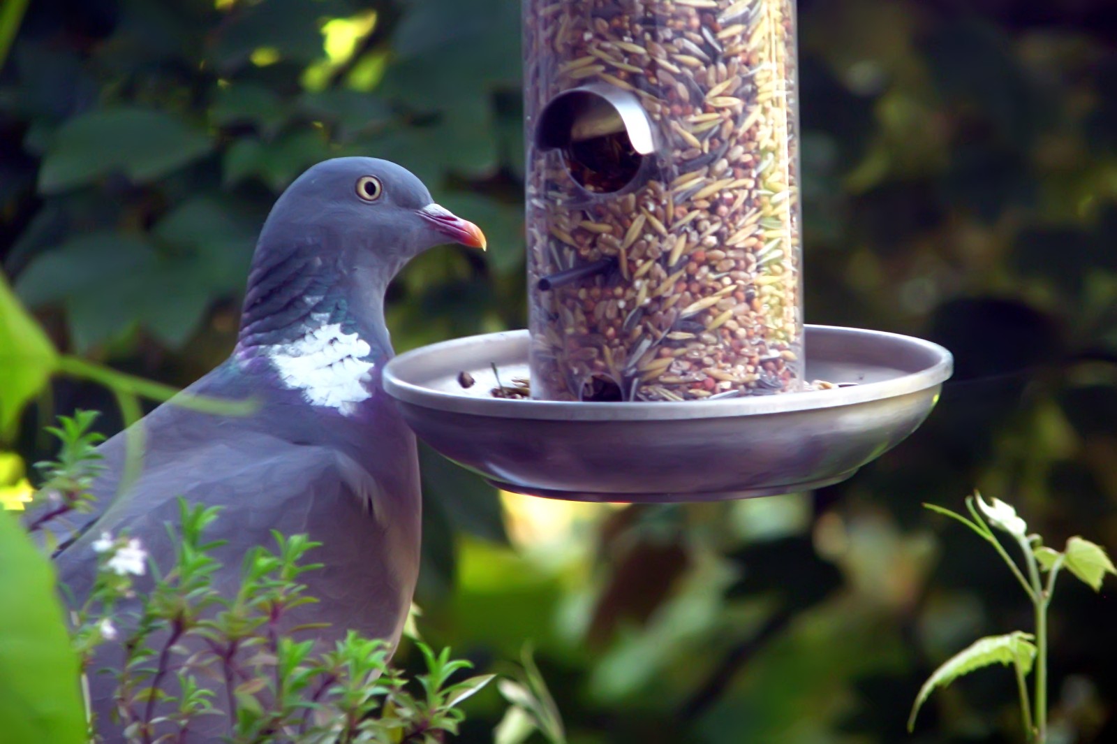 140516pigeon1.jpg