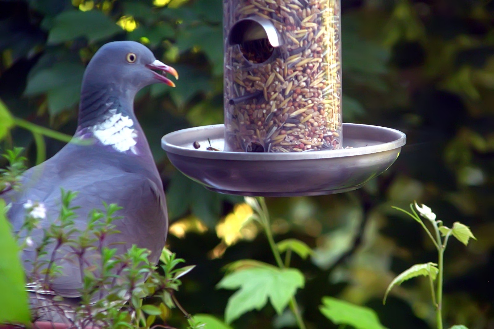 140516pigeon2.jpg