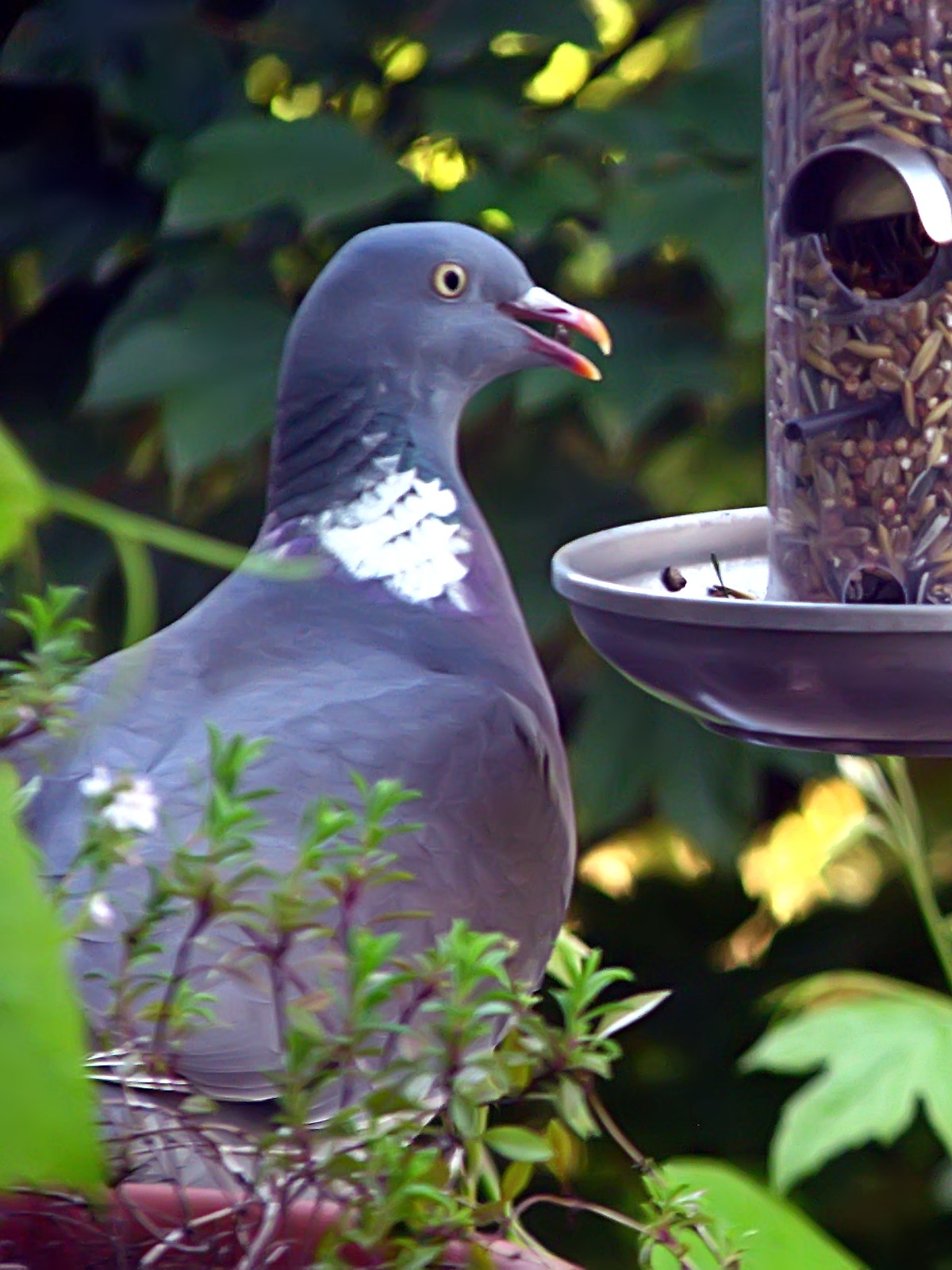 140516pigeon2a.jpg