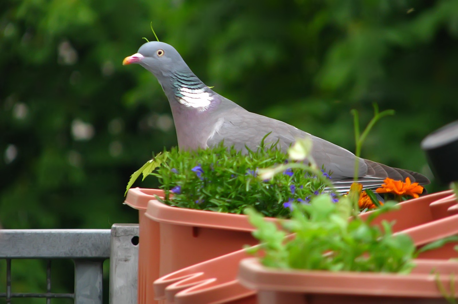 140520pigeon1.jpg