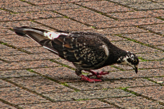 140711pigeon_tn.jpg