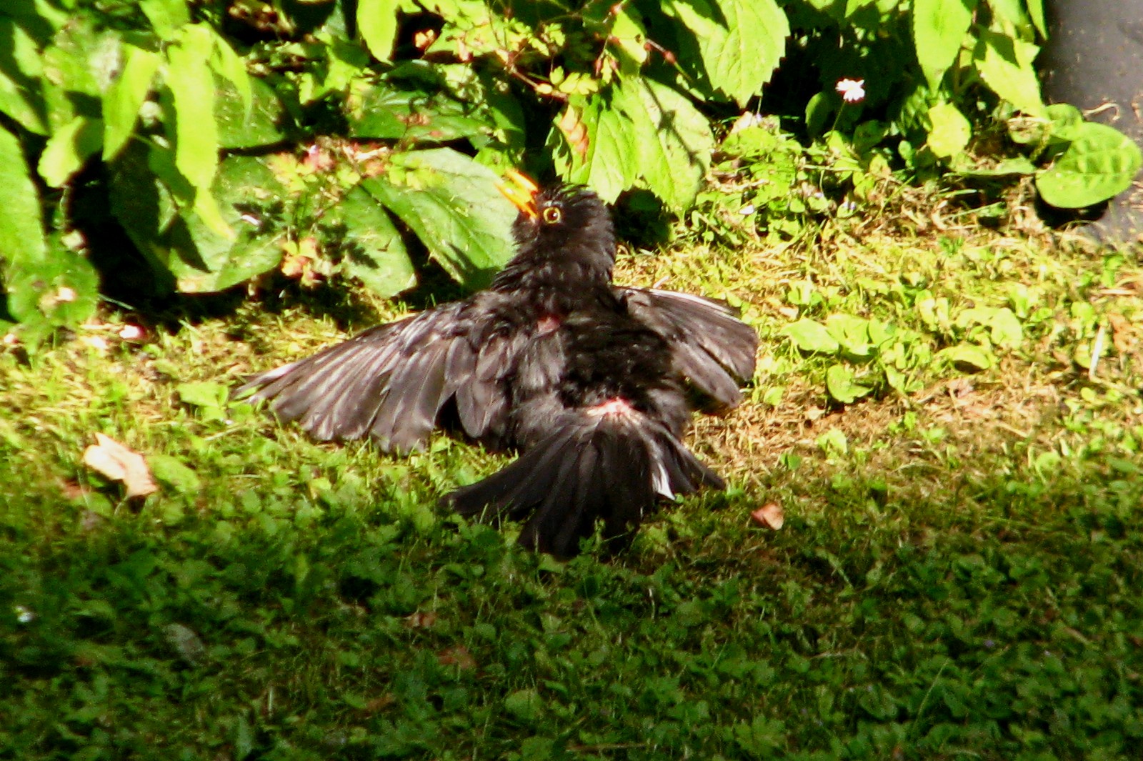 140718blackbird2.jpg