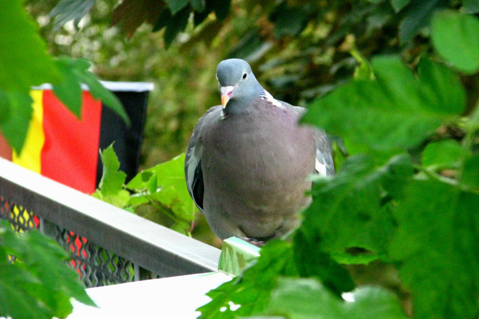 140726pigeon.jpg