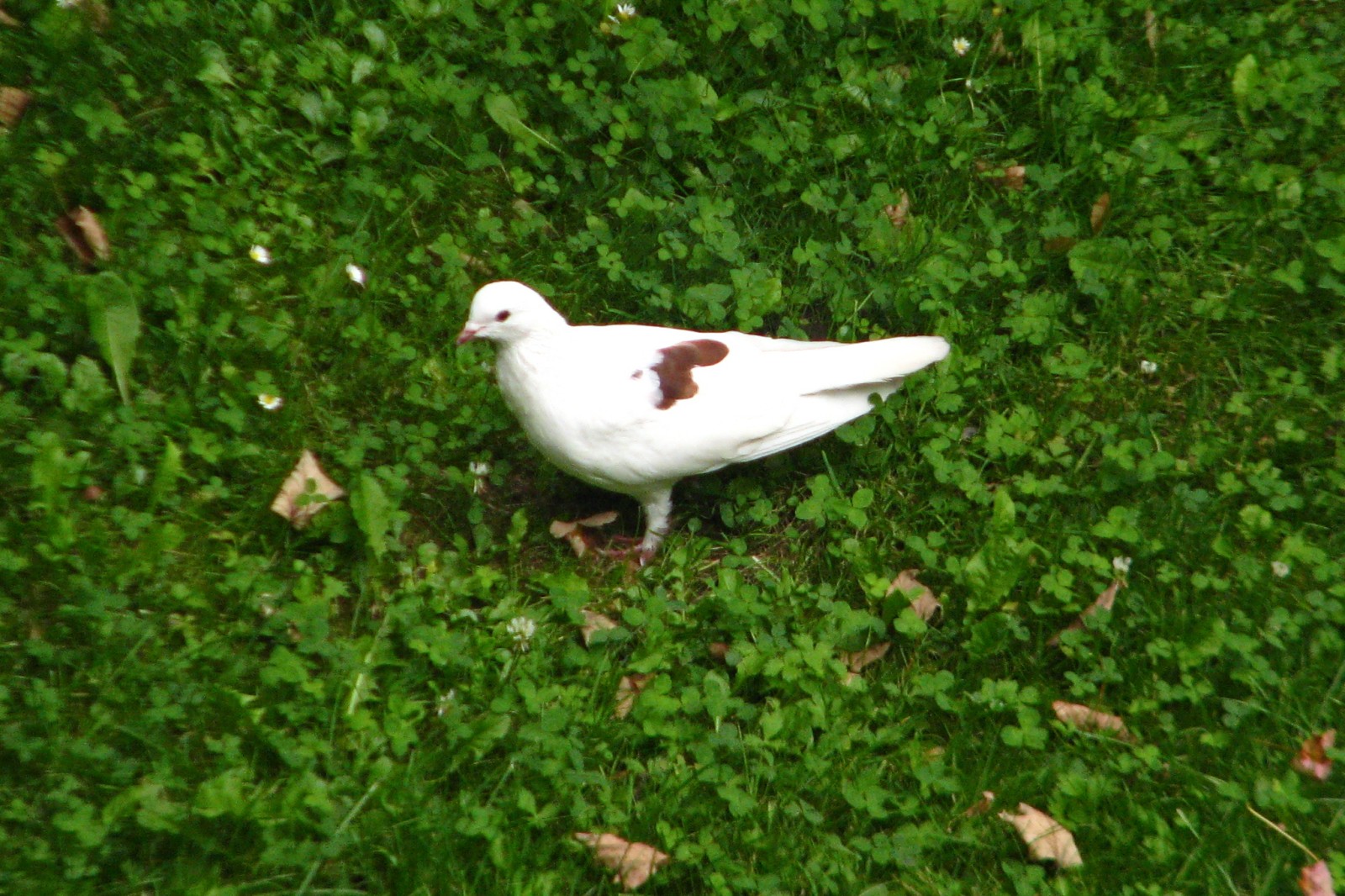 140817whitepigeon3.jpg