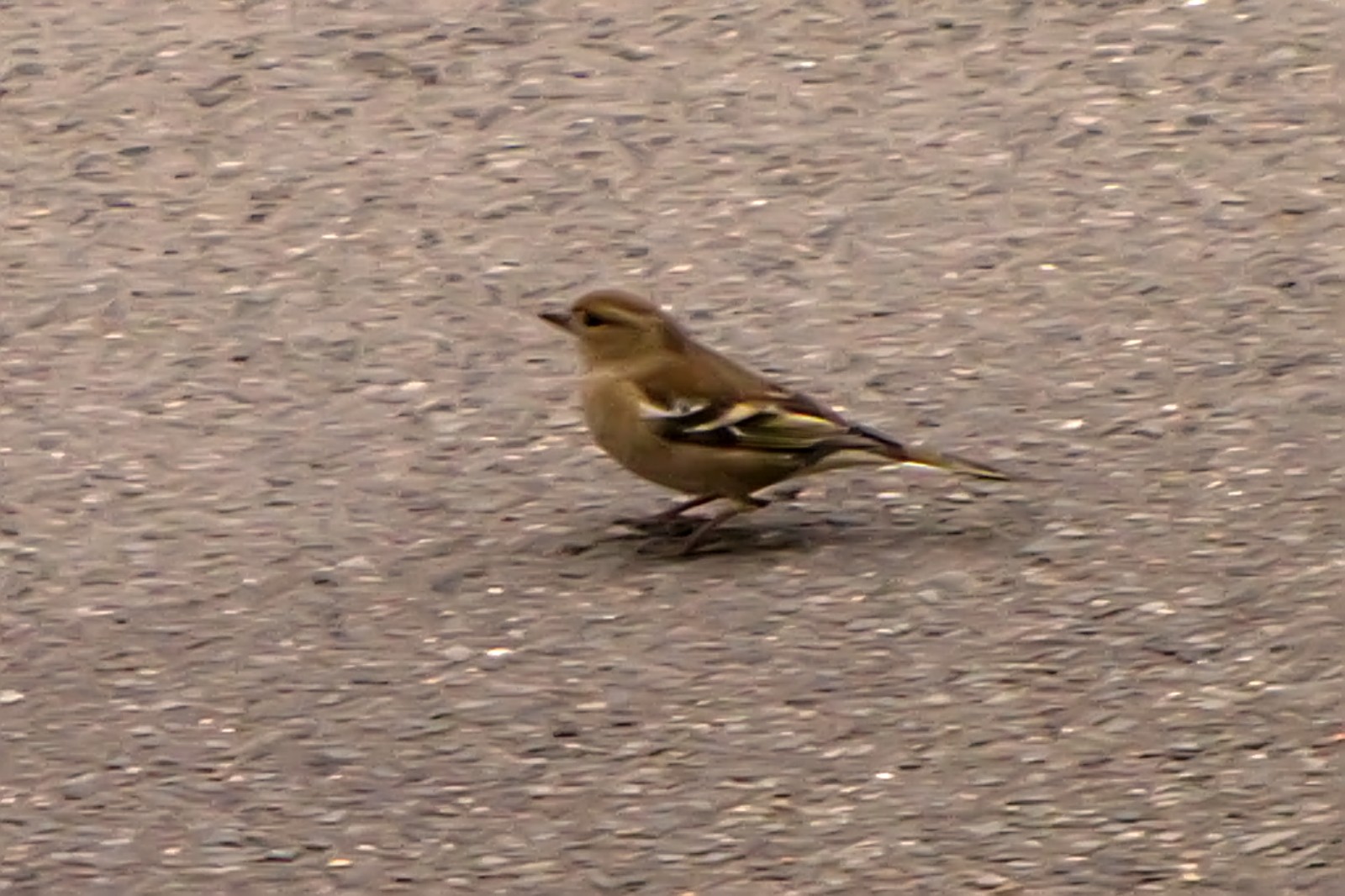 141119chaffinch.jpg