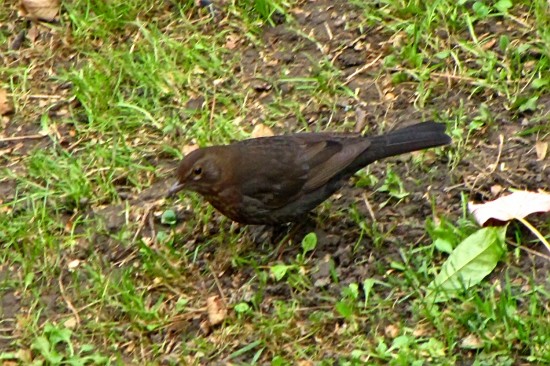 141205blackbird_tn.jpg