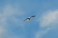 140204swallow.jpg
