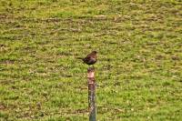 140219blackbirdpost.jpg