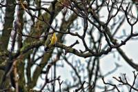 140219kohlmeise.jpg