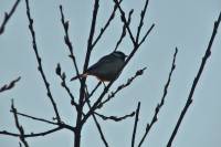 140221kohlmeise2.jpg