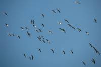 140309migration02.jpg