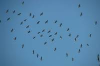 140309migration03.jpg