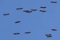 140309migration04.jpg