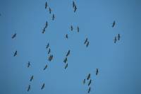 140309migration05.jpg