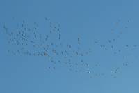 140309migration06.jpg