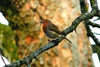 140323robin1.jpg