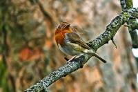 140323robin2.jpg