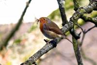 140323robin4.jpg