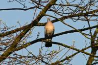 140325pigeonhawk.jpg