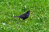 140328blackbird_tn.jpg