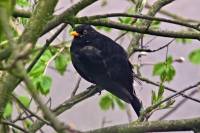 140331blackbird1.jpg