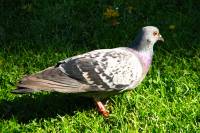 140416pigeon.jpg