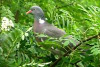 140514pigeon1.jpg