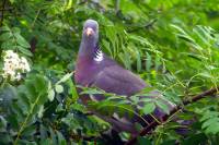 140514pigeon2.jpg