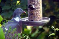 140516pigeon1.jpg