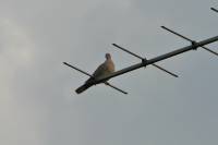 140531turtledove.jpg