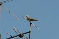 140612turteldove.jpg
