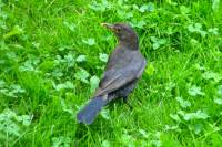 140703blackbird.jpg