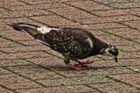 140711pigeon.jpg