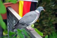 140717pigeon.jpg