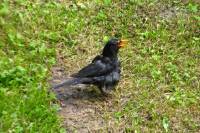 140718blackbird1.jpg