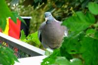 140726pigeon.jpg