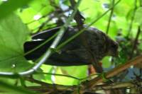 140807mysterybird1.jpg